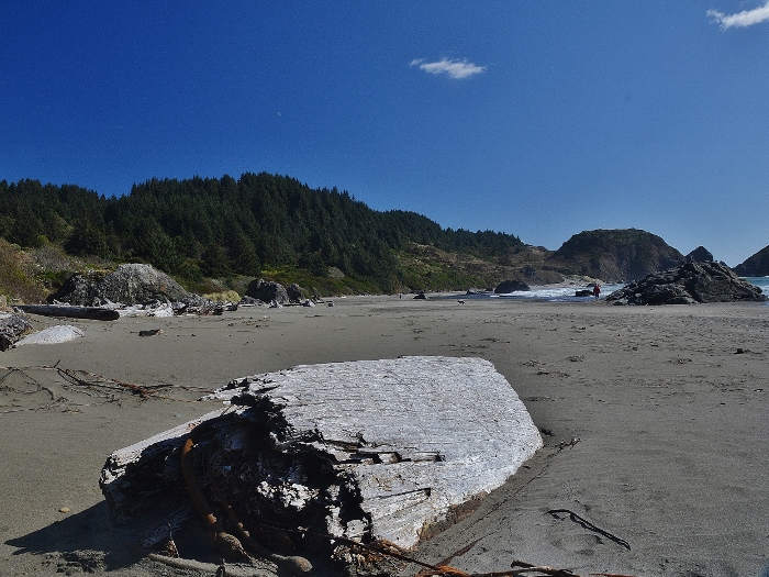 huge piece of driftwood on Lone Ranch Beach